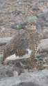 継子岳のママ雷鳥