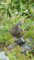 蝶ヶ岳のママ雷鳥4