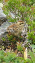 蝶ヶ岳のチビ雷鳥7