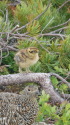 蝶ヶ岳のチビ雷鳥10