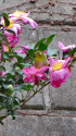 山茶花にメジロ