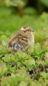 蝶ヶ岳のチビ雷鳥13