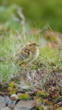 蝶ヶ岳のチビ雷鳥15