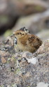蝶ヶ岳のチビ雷鳥19 蝶ヶ岳のチビ雷鳥19