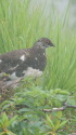 爺ヶ岳の雄雷鳥