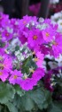 西洋さくら草