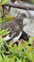 爺ヶ岳の雄雷鳥4