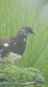 爺ヶ岳の雄雷鳥6