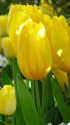 チューリップ