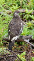 爺ヶ岳の雄雷鳥8