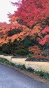 秋の室町塀