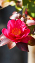 山茶花