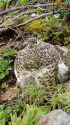 爺ヶ岳のママ雷鳥2