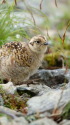 爺ヶ岳のチビ雷鳥