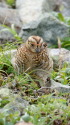 爺ヶ岳のチビ雷鳥3