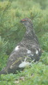 爺ヶ岳の雄雷鳥10