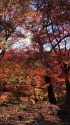 そのまんま城の紅葉2