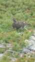 爺ヶ岳の雄雷鳥12