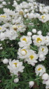 花かんざし