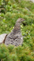 小蓮華山のママ雷鳥