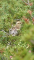 小蓮華山のチビ雷鳥