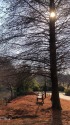 初冬の公園