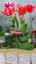 チューリップ