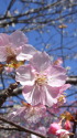 河津桜
