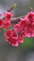 沖縄の寒緋桜2