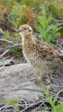 白馬乗鞍岳のチビ雷鳥