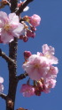 青空に河津桜