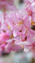 満開の河津桜