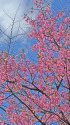 早咲きの桜～2023