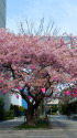 桜祭り