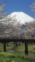 定番 忍野の富士