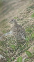 大日岳のチビ雷鳥5