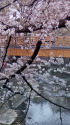 石神井川の桜～2023