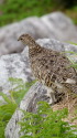 大日岳のママ雷鳥5