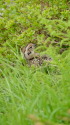 大日岳のチビ雷鳥7