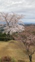 桜の本丸