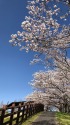 桜の坂道