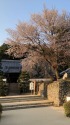 桜の高月院