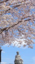 満開桜と仏様