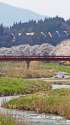 夏井千本桜