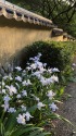 室町塀のシャガ
