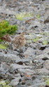 蝶ヶ岳のチビ雷鳥7