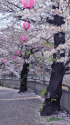 桜舞い散る石神井川遊歩道