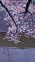石神井川と桜