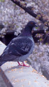 鳩もお花見