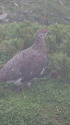 北ノ俣岳の雄雷鳥